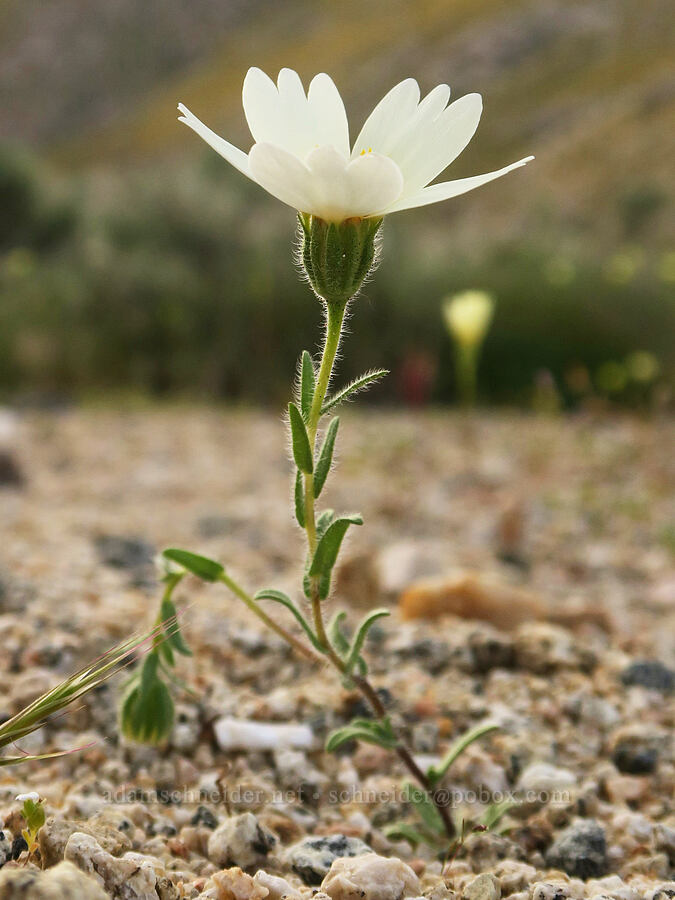 white tidy-tips (Layia glandulosa) [Sand Canyon Road, Kern County, California]