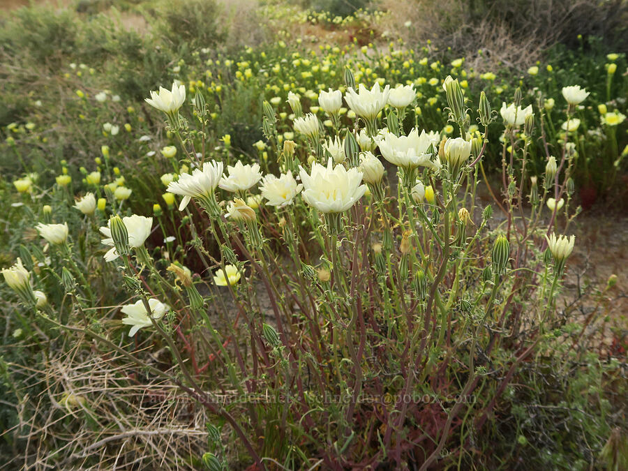 desert chicory & desert-dandelions (Rafinesquia neomexicana, Malacothrix glabrata) [Sand Canyon Road, Kern County, California]