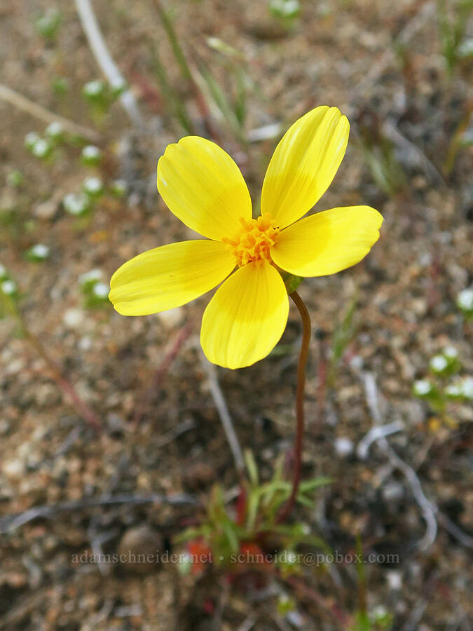 Bigelow's coreopsis (Leptosyne bigelovii (Coreopsis bigelovii)) [Nine Mile Canyon Road, Inyo County, California]