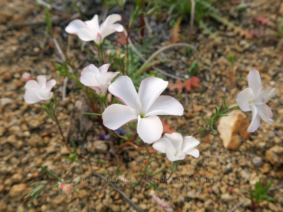 evening-snow (Linanthus dichotomus (Gilia dichotoma)) [Nine Mile Canyon Road, Inyo County, California]