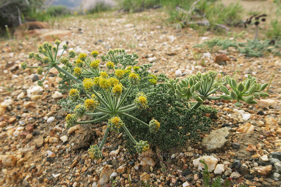 yellow Mojave desert parsley (Lomatium mohavense) [Nine Mile Canyon Road, Inyo County, California]