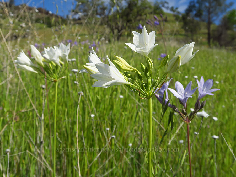 white Ithuriel's spear (Triteleia laxa (Brodiaea laxa)) [Upper Bidwell Park, Chico, Butte County, California]