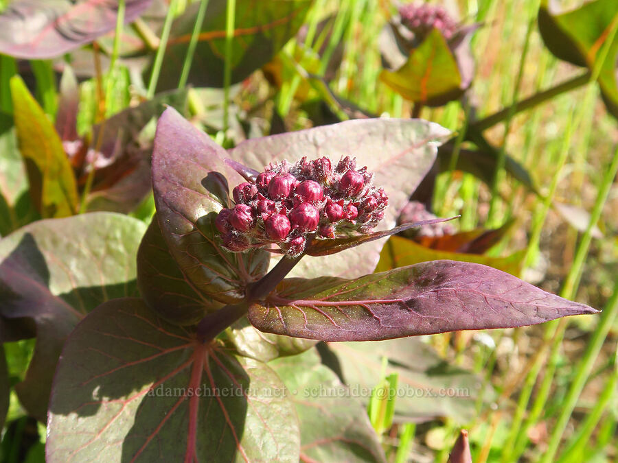 purple milkweed, budding (Asclepias cordifolia) [Upper Bidwell Park, Chico, Butte County, California]