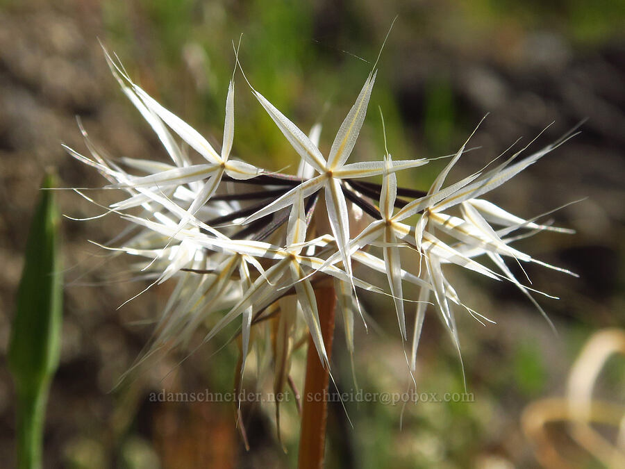 silver-puffs seeds (Uropappus lindleyi (Microseris lindleyi)) [Upper Bidwell Park, Chico, Butte County, California]