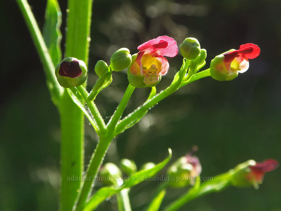 California figwort (Scrophularia californica) [Upper Bidwell Park, Chico, Butte County, California]