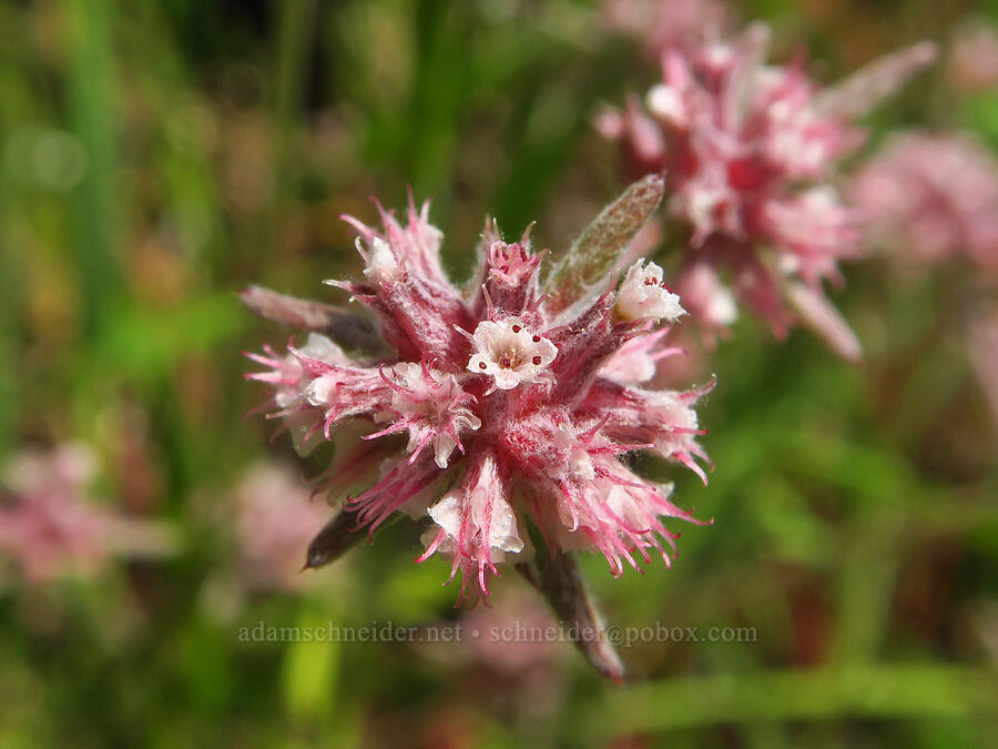 pink spine-flower (Chorizanthe membranacea) [Upper Bidwell Park, Chico, Butte County, California]