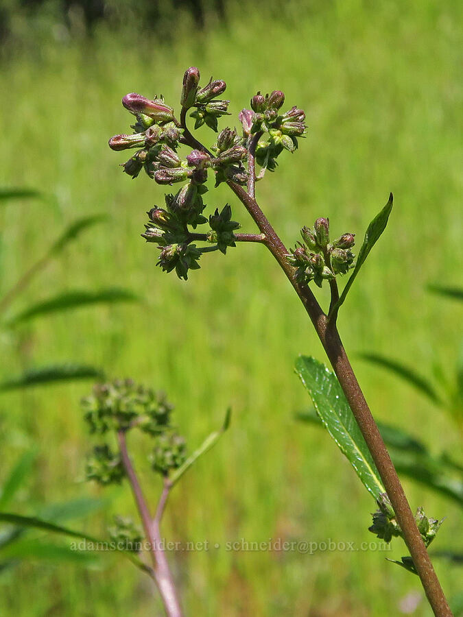 yerba santa, budding (Eriodictyon californicum (Wigandia californica)) [Upper Bidwell Park, Chico, Butte County, California]