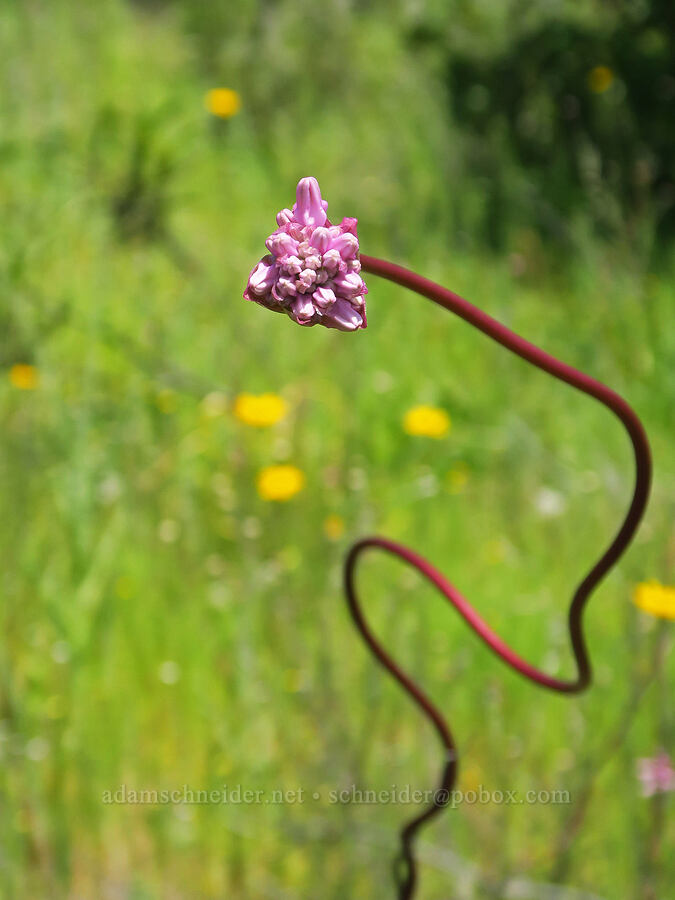 twining snake-lily, budding (Dichelostemma volubile (Brodiaea volubilis)) [Upper Bidwell Park, Chico, Butte County, California]