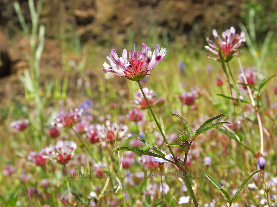 tomcat clover (Trifolium willdenovii) [Upper Bidwell Park, Chico, Butte County, California]