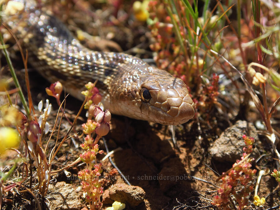 gopher snake (Pituophis catenifer catenifer) [Upper Bidwell Park, Chico, Butte County, California]