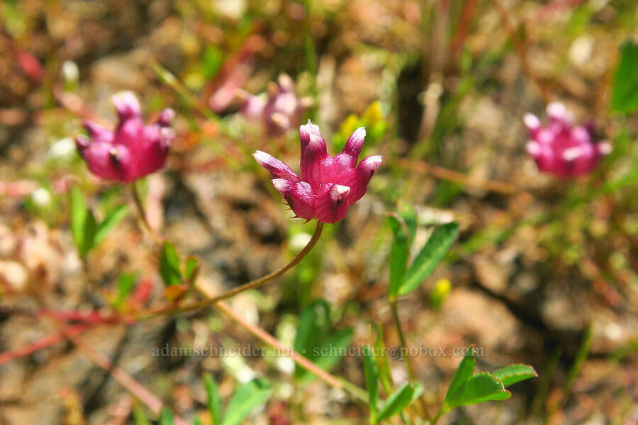 cow-bag clover (Trifolium depauperatum) [Upper Bidwell Park, Chico, Butte County, California]