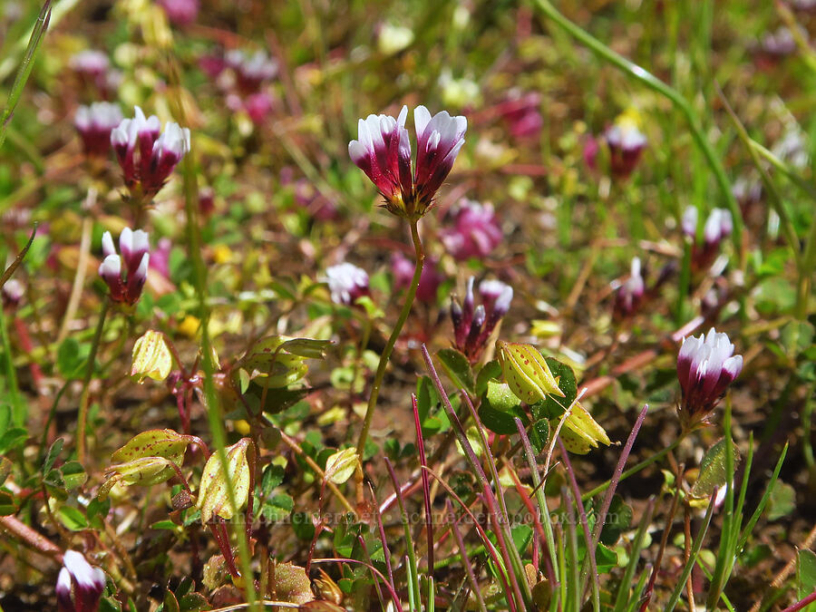 white-tip clover (Trifolium variegatum) [Upper Bidwell Park, Chico, Butte County, California]