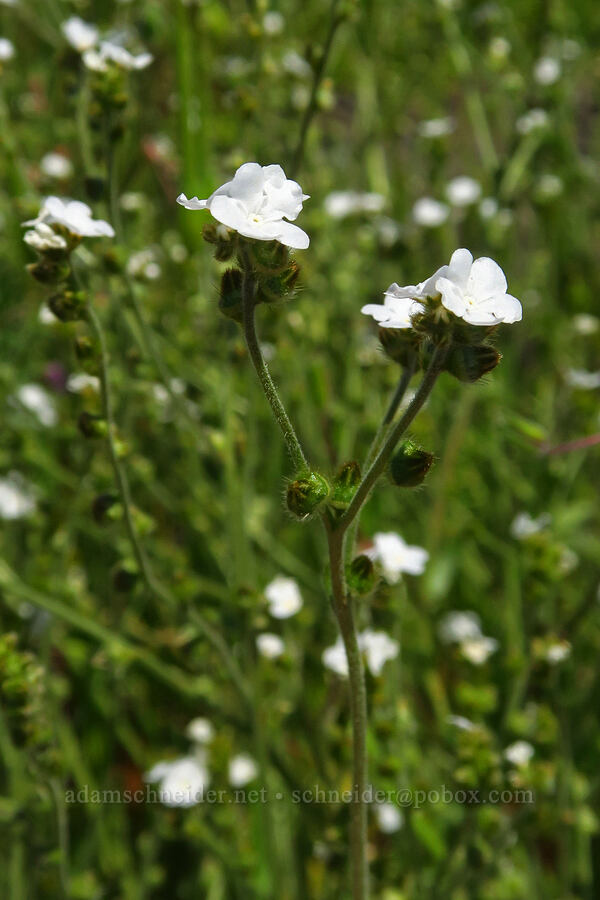 popcorn flower (Plagiobothrys sp.) [Upper Bidwell Park, Chico, Butte County, California]