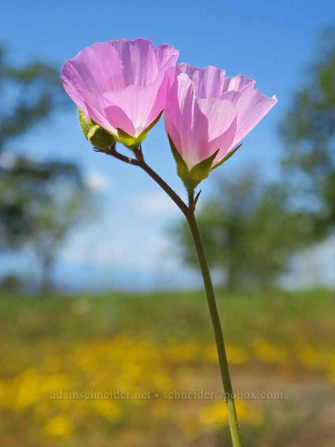 Hartweg's checker-bloom (Sidalcea hartwegii) [Upper Bidwell Park, Chico, Butte County, California]
