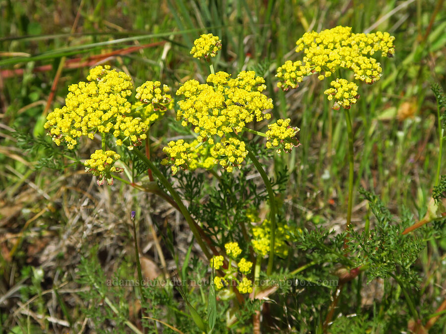spring-gold desert parsley (Lomatium utriculatum) [Upper Bidwell Park, Chico, Butte County, California]