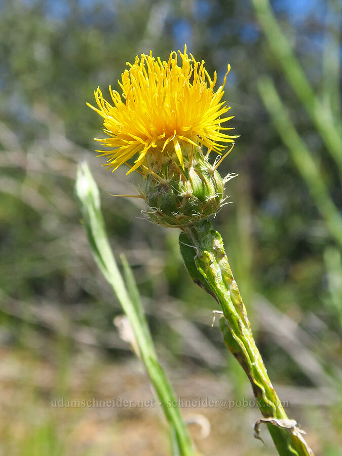 star-thistle (Centaurea sp.) [Upper Bidwell Park, Chico, Butte County, California]