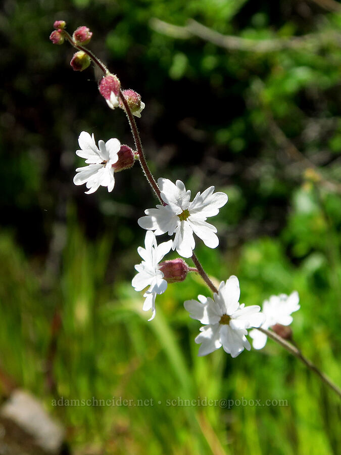 hillside woodland star (?) (Lithophragma heterophyllum) [Upper Bidwell Park, Chico, Butte County, California]