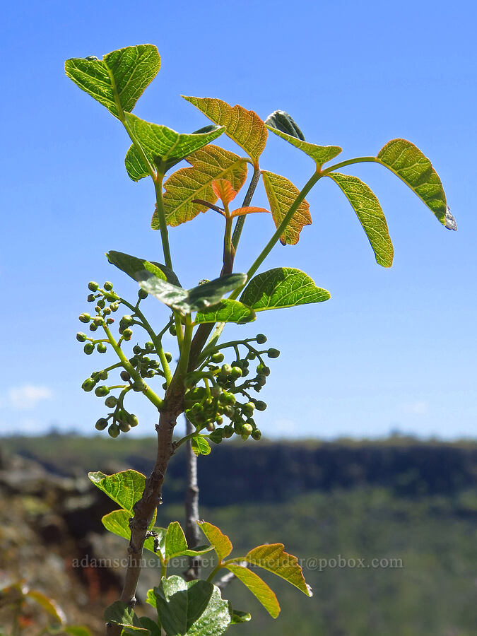 poison-oak (Toxicodendron diversilobum (Rhus diversiloba)) [Upper Bidwell Park, Chico, Butte County, California]