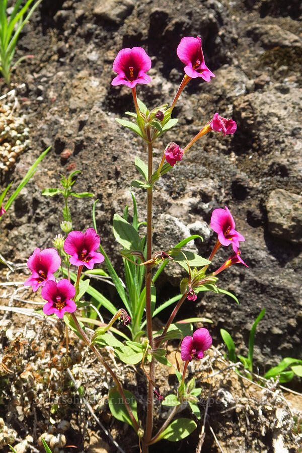 Kellogg's monkeyflower (Diplacus kelloggii (Mimulus kelloggii)) [Upper Bidwell Park, Chico, Butte County, California]