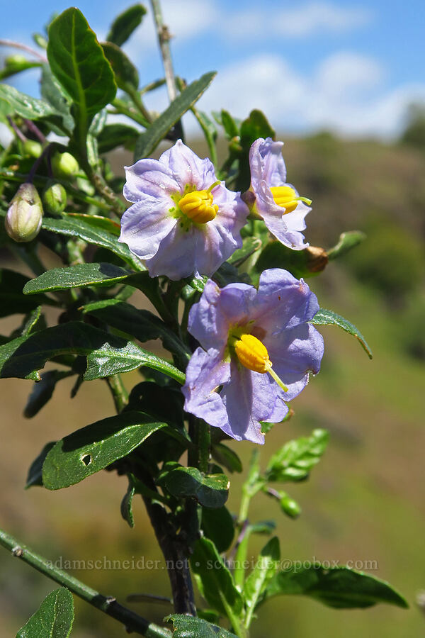 Parish's nightshade (Solanum parishii) [Upper Bidwell Park, Chico, Butte County, California]