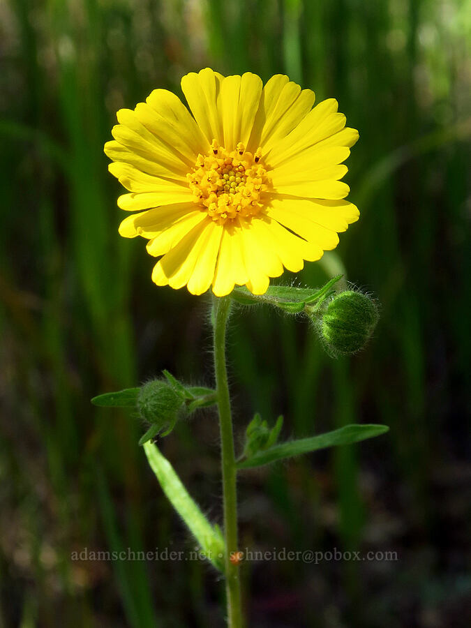 tarweed (Madia elegans) [Upper Bidwell Park, Chico, Butte County, California]