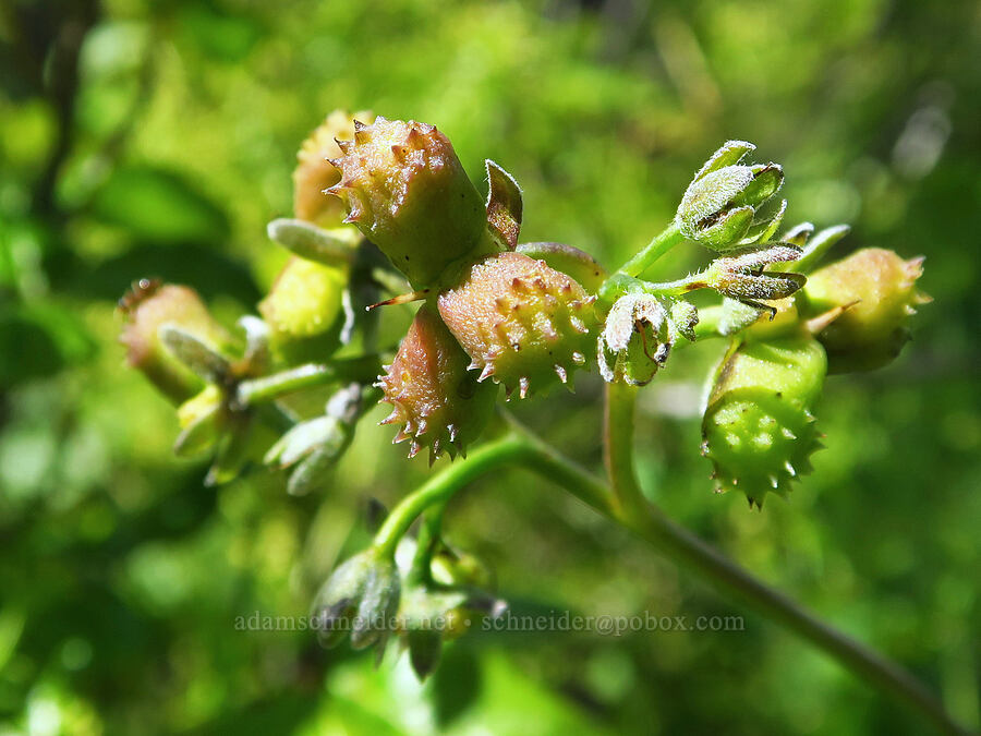 hound's-tongue fruits (Adelinia grandis (Cynoglossum grande)) [Upper Bidwell Park, Chico, Butte County, California]