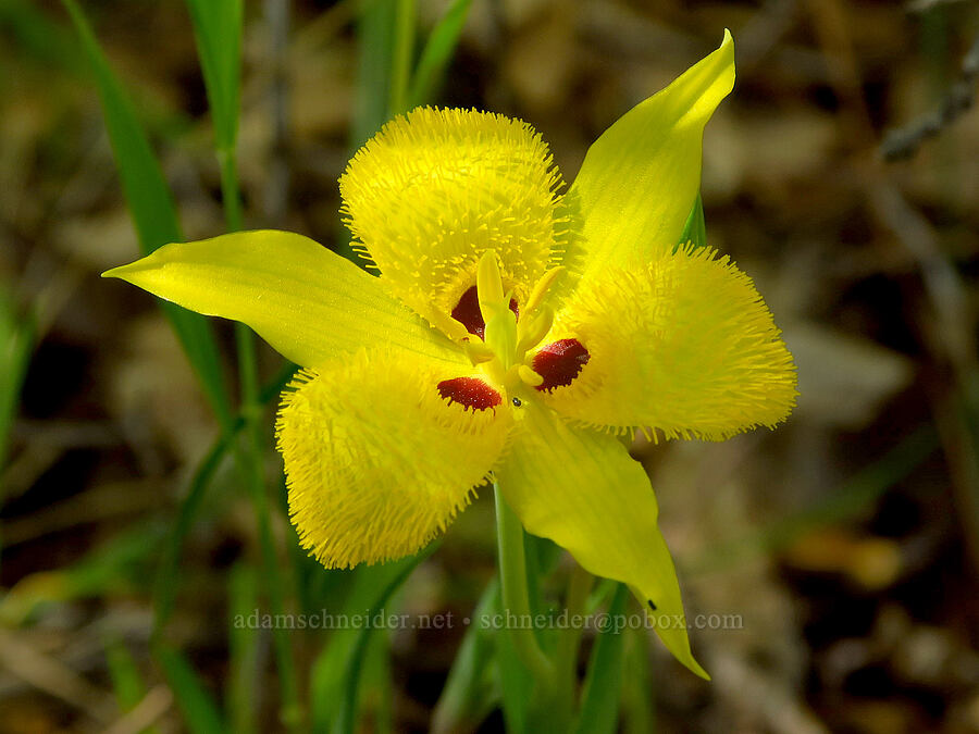 yellow star-tulip (Calochortus monophyllus) [Upper Bidwell Park, Chico, Butte County, California]