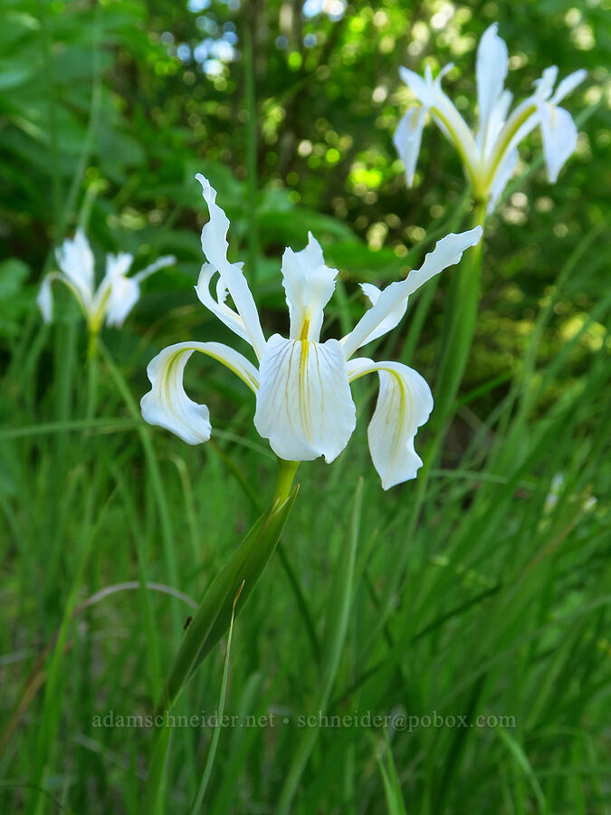 bowl-tube iris (Iris macrosiphon) [Upper Bidwell Park, Chico, Butte County, California]
