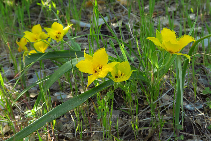 yellow star-tulips (Calochortus monophyllus) [Upper Bidwell Park, Chico, Butte County, California]