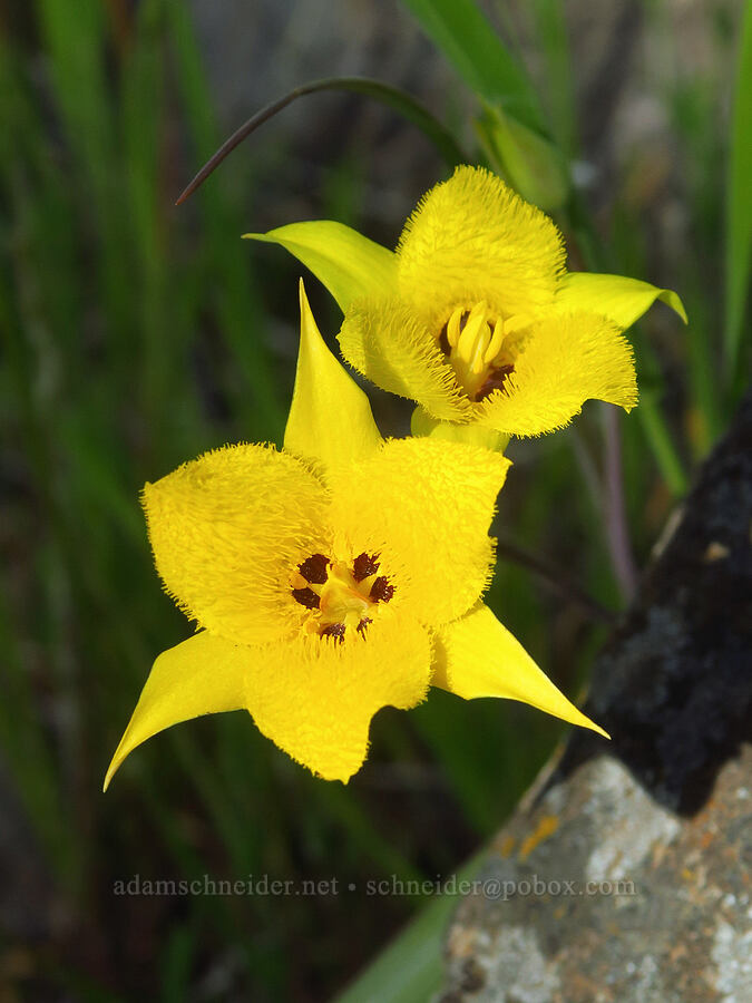 yellow star-tulip (Calochortus monophyllus) [Upper Bidwell Park, Chico, Butte County, California]