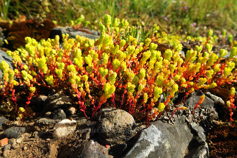Sierra mock stonecrop (Sedella pumila (Parvisedum pumilum)) [Upper Bidwell Park, Chico, Butte County, California]