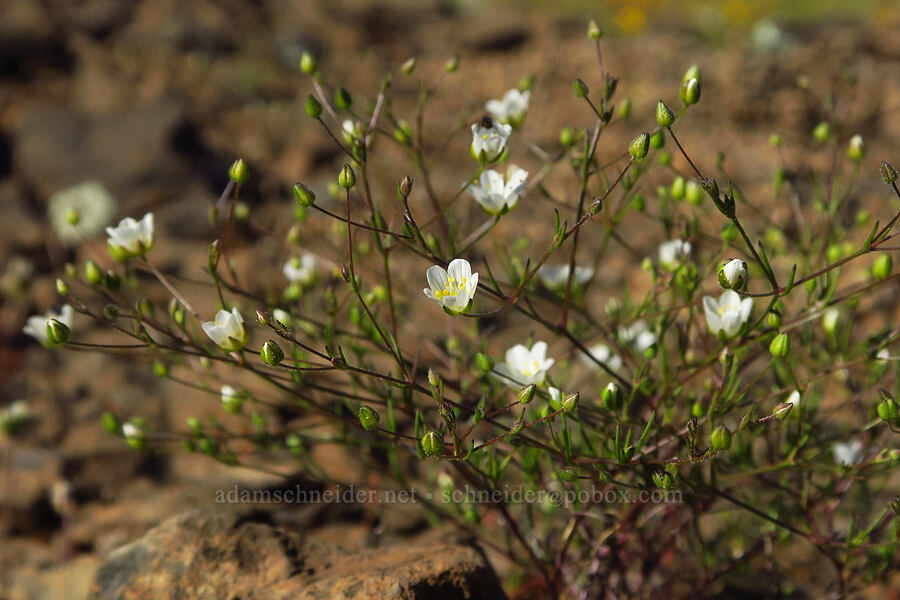 Douglas' stitchwort (Minuartia douglasii (Sabulina douglasii) (Arenaria douglasii)) [Upper Bidwell Park, Chico, Butte County, California]