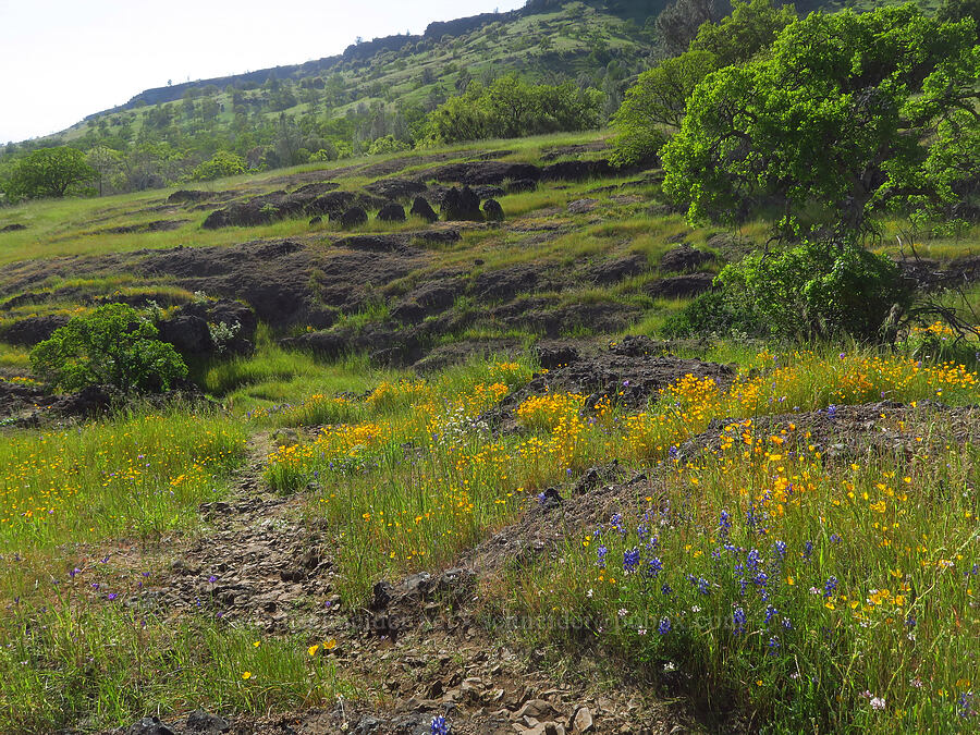 wildflowers (Eschscholzia sp., Lupinus nanus, Trifolium willdenovii, Thysanocarpus curvipes, Phacelia sp.) [Upper Bidwell Park, Chico, Butte County, California]