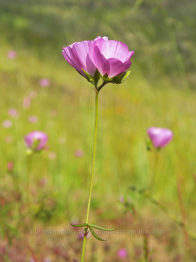 Hartweg's checker-bloom (Sidalcea hartwegii) [Upper Bidwell Park, Chico, Butte County, California]