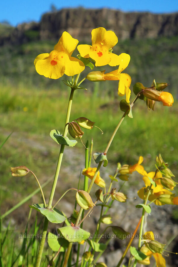 shield-bracted monkeyflower (Erythranthe glaucescens (Mimulus glaucescens)) [Upper Bidwell Park, Chico, Butte County, California]