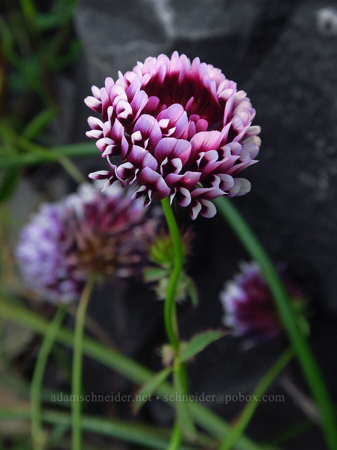 white-tip clover (Trifolium variegatum) [Upper Bidwell Park, Chico, Butte County, California]