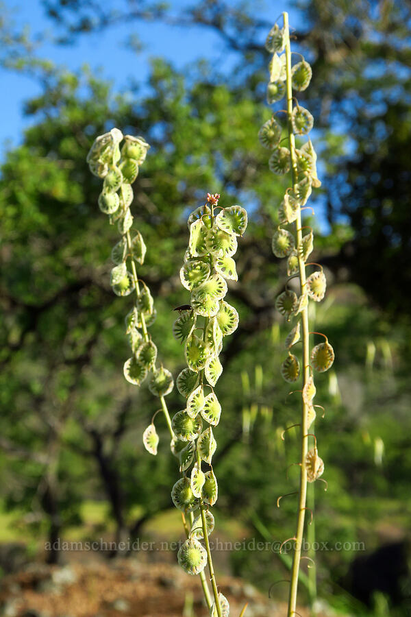 fringe-pod (Thysanocarpus curvipes) [Upper Bidwell Park, Chico, Butte County, California]