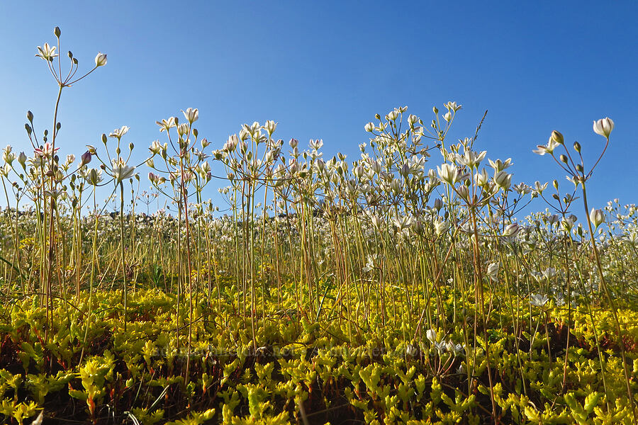 glassy triplet-lily & Sierra mock stonecrop (Triteleia lilacina (Brodiaea lilacina), Sedella pumila (Parvisedum pumilum)) [Upper Bidwell Park, Chico, Butte County, California]