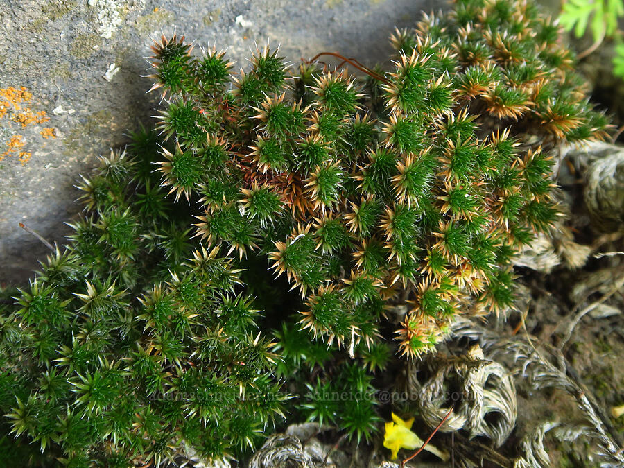 Hansen's spike-moss (Selaginella hansenii) [Upper Bidwell Park, Chico, Butte County, California]