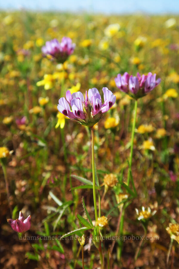 tomcat clover (Trifolium willdenovii) [Vina Plains Preserve, Tehama County, California]