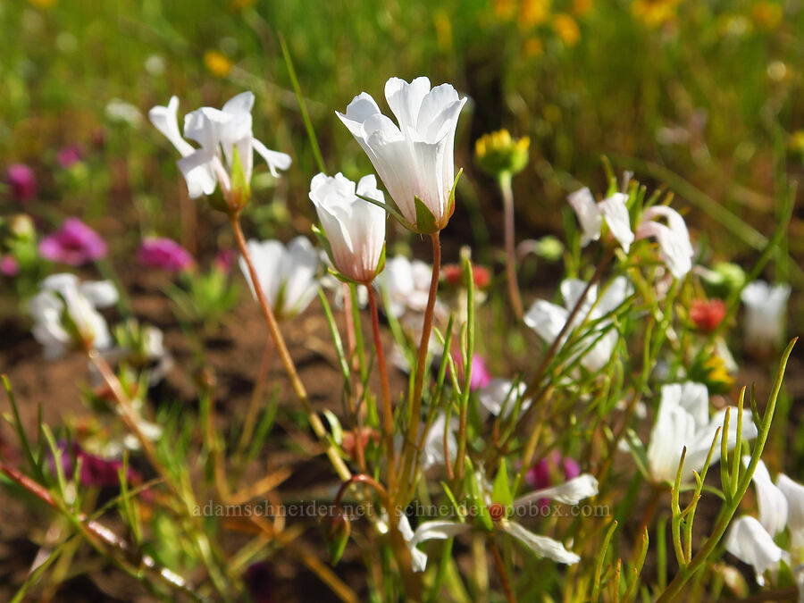 rosy Douglas' meadow-foam (Limnanthes douglasii ssp. rosea) [Vina Plains Preserve, Tehama County, California]