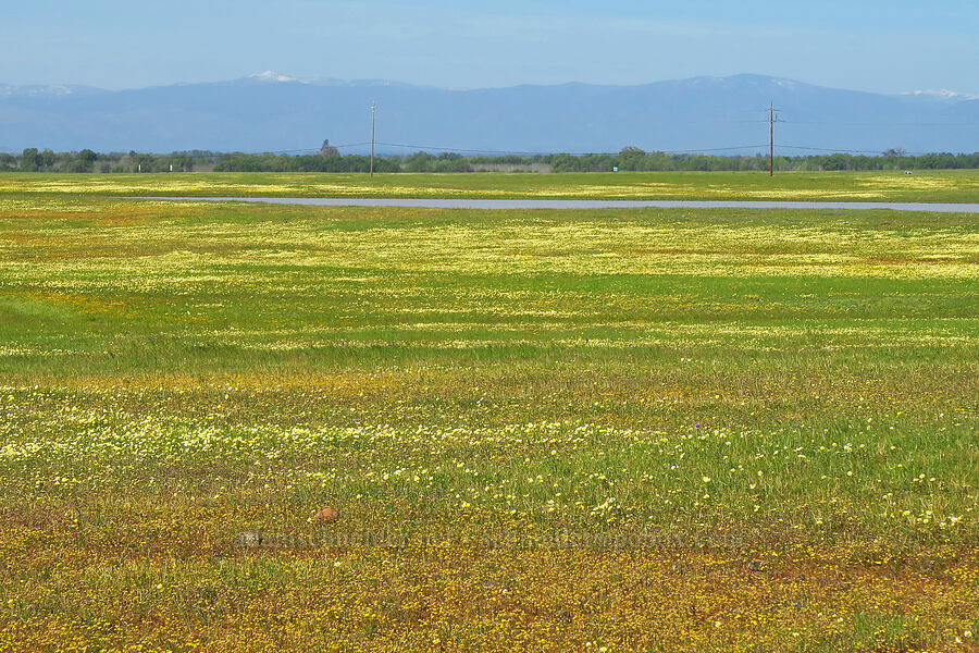 wildflowers [Vina Plains Preserve, Tehama County, California]
