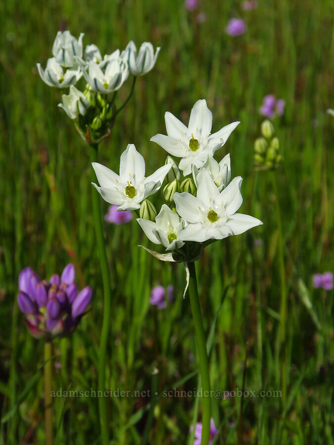 white triplet-lily (Triteleia hyacinthina (Brodiaea hyacinthina)) [Vina Plains Preserve, Tehama County, California]