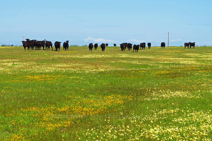 cows & wildflowers [Vina Plains Preserve, Tehama County, California]