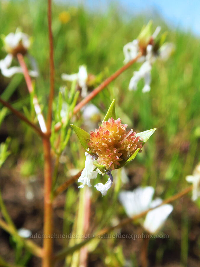 rosy Douglas' meadow-foam, going to seed (Limnanthes douglasii ssp. rosea) [Vina Plains Preserve, Tehama County, California]
