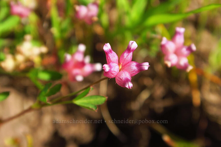 cow-bag clover (Trifolium depauperatum) [Vina Plains Preserve, Tehama County, California]
