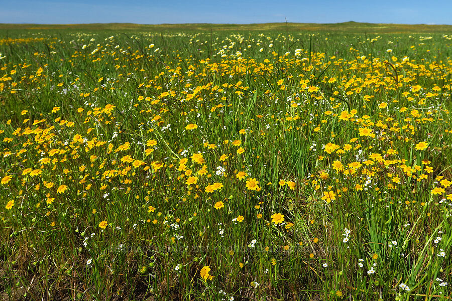 gold-fields & popcorn flower (Lasthenia sp., Plagiobothrys sp.) [Vina Plains Preserve, Tehama County, California]