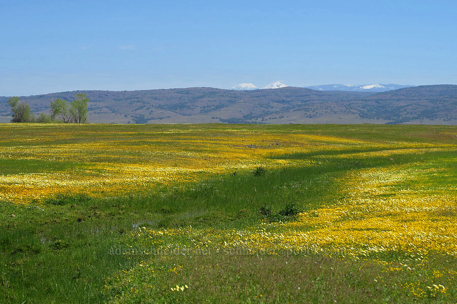 wildflowers & Lassen Peak [Vina Plains Preserve, Tehama County, California]