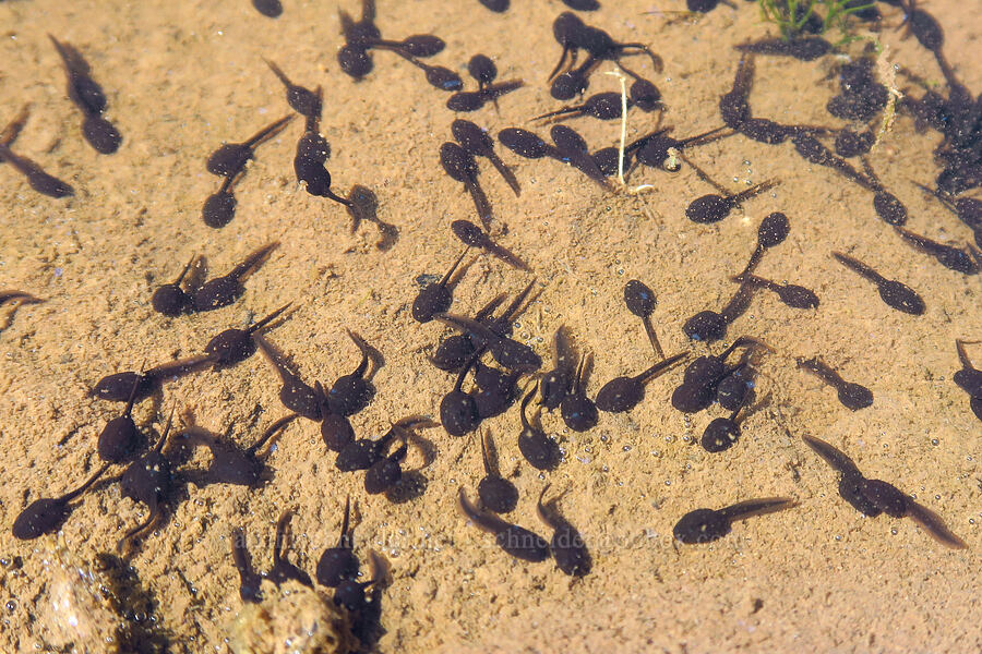 toad tadpoles (Anaxyrus boreas (Bufo boreas)) [Vina Plains Preserve, Tehama County, California]