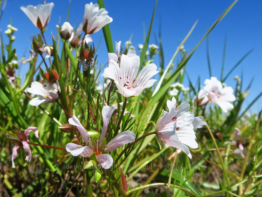 rosy Douglas' meadow-foam (Limnanthes douglasii ssp. rosea) [Vina Plains Preserve, Butte County, California]